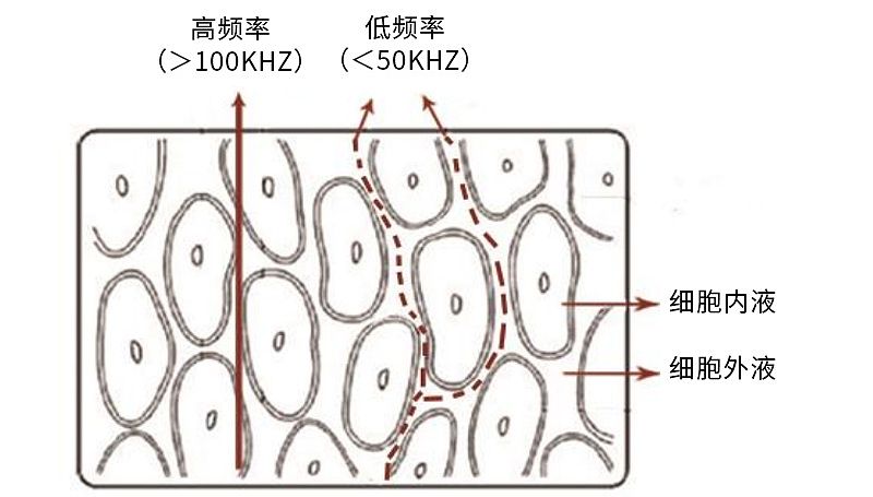 汇医融工HYRG 人体成分分析仪 BC care 830产品细节