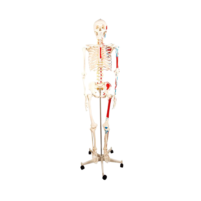 宸博 人体骨骼附半边肌肉着色模型170cm CB/XC101B基本信息