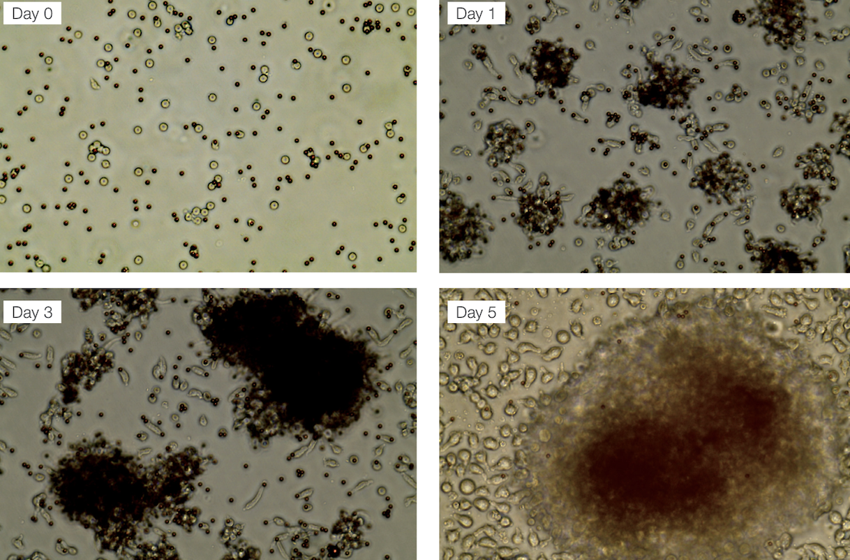 Invitrogen Countess™ 细胞计数腔室载玻片 50张 C10228产品优势